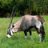 ChesterGemsbok