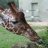 Giraffa