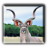 Kudu21