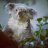 Geoffrey koala_lover