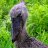 Shoebill.com