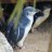 BluePenguin