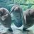 ManateeFan