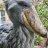 Shoebill88