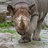 Rhino00