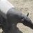 TheTimidTapir