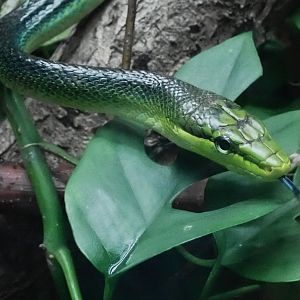 Colubrid Snakes (Colubridae)