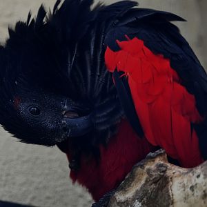 Old World Parrots (Psittaculidae)