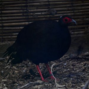 Pheasants, Partridge & Allies (Phasianidae)