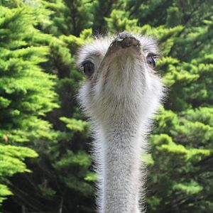 Ostrich at Wellington Zoo
