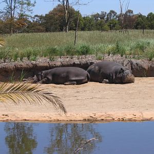hippos at Werribee