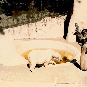 Polar bear, Adelaide Zoo, approx. 1986