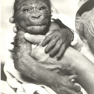 Ya Kwanza (AKA Mzuri), about 24 hours old