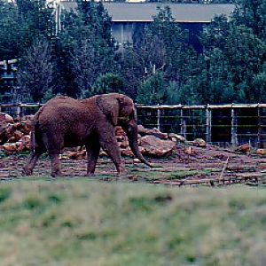 Congo  African Elephant bull @ WPZ