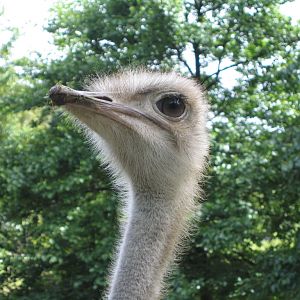 Ostrich at Wellington Zoo