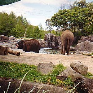 Asian elephant cows Auckland zoo 1999