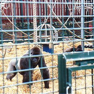 Gorllia Silverback @ Howletts zoo UK  1987