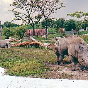 White Rhino @ Toronto zoo 1997