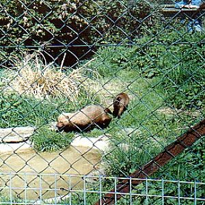 South American Bush dogs @ Howletts zoo UK