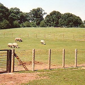 White Rhino @ Marwell zoo UK 1988