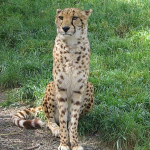Cheetah at Wellington Zoo