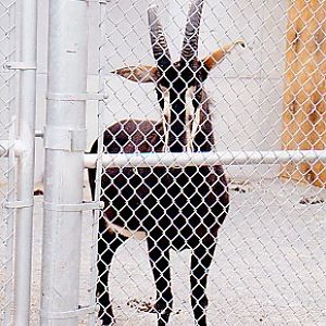 Sable Antelope bull @ Toronto zoo Canada 1997 (off exhibit)