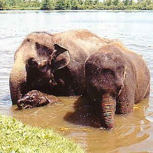 Asian elephant cows calf  @ African lion park Canada 1997