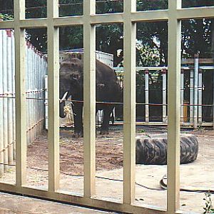 Young bull Asian elephant @ Perth zoo 2000 off exhibit