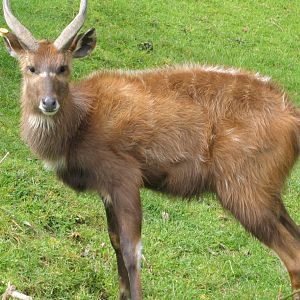 Sitatunga at Wellington Zoo