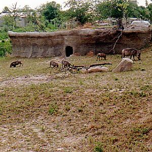 Warthogs @ Toronto zoo 1997