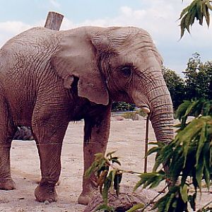 African elephant cow @ Toronto zoo Canada