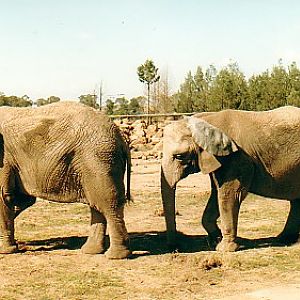 African elephant cows  @ WPZ