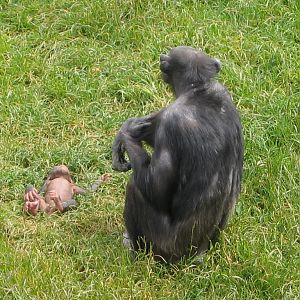 Chimpanzee at Wellington Zoo