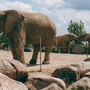 African elephant cows @ Toronto zoo Canada