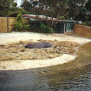 Hippo beach @ Auckland zoo