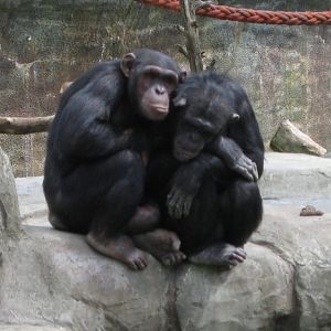 Chimpanzees - trying to keep warm at Wellington Zoo