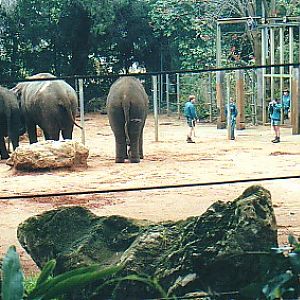 Asian elephant cows @ Perth zoo