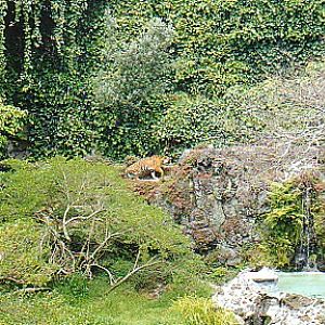 Tiger  @ Auckland zoo
