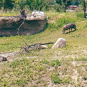 Warthogs babies @ Toronto zoo Canada