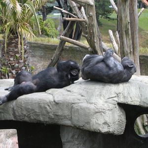 Chimpanzees - catching some "rays" at Wellington Zoo