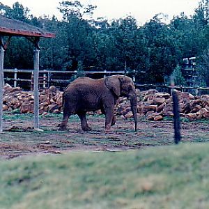 Congo bull elephant @ WPZ