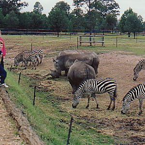 White Rhino & Grants Zebra  @ Western plains zoo