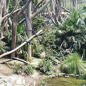 Spider monkey exhibit @ Auckland zoo