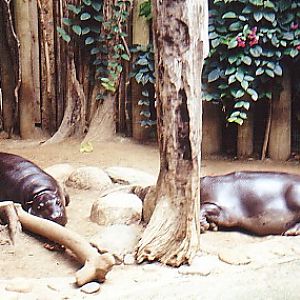 Pygmy Hippos @ Toronto zoo