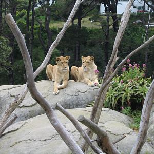 Lions at Wellington Zoo