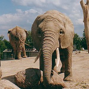 African elephant cows @ Toronto zoo