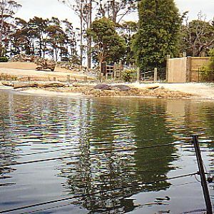 Hippo lake @ Auckland zoo