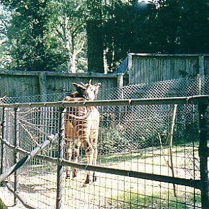 Okapi @ Marwell zoo UK 1987