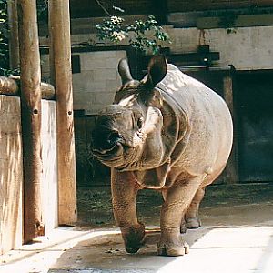 Indian rhino bull Toronto zoo Canada