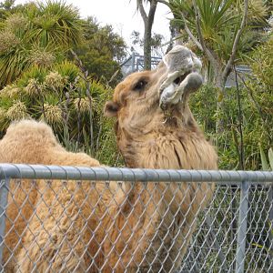 Cairo the Camel at Wellington Zoo